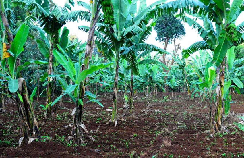 Bananas Project
