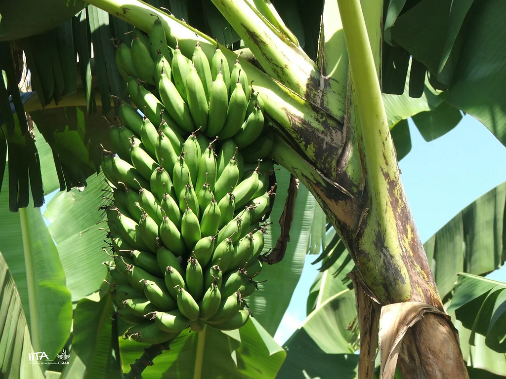 ripe banana