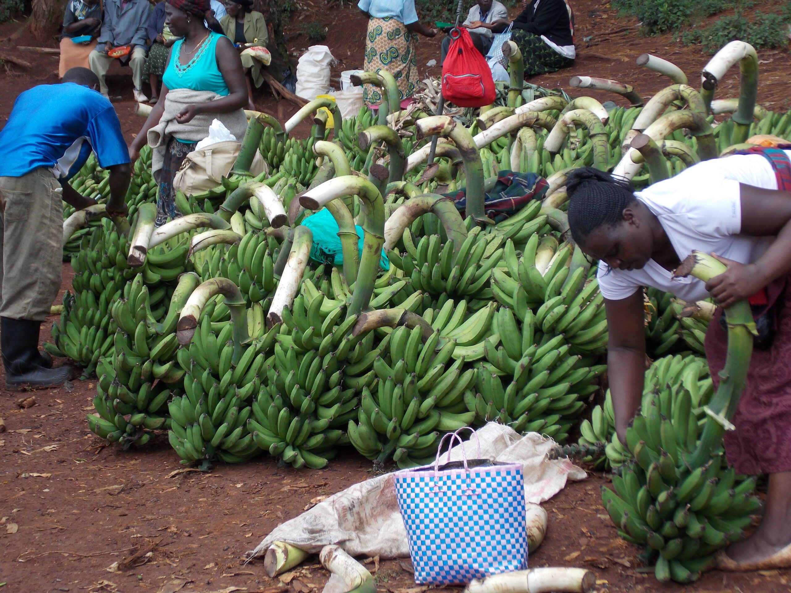 selling of banana
